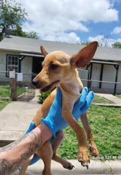 1-3 -  Chihuahua Dog for Adoption in San Antonio, Texas - 1-3 | PetCurious