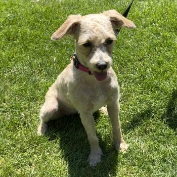 Debbie -  Miniature Poodle and Terrier Dog for Adoption in Libertyville, Illinois - Debbie | PetCurious