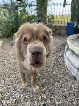 Shar Pei Dogs Available for Adoption in Lake Forest, California - Clay | PetCurious