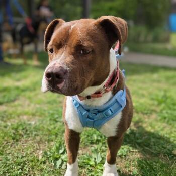 Feist and Terrier Dogs Available for Adoption in Shelby, North Carolina - Ivy | PetCurious