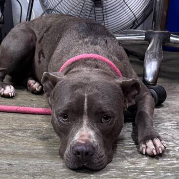 Matilda -  Mixed Breed Dog for Adoption in Summerville, South Carolina - Matilda | PetCurious
