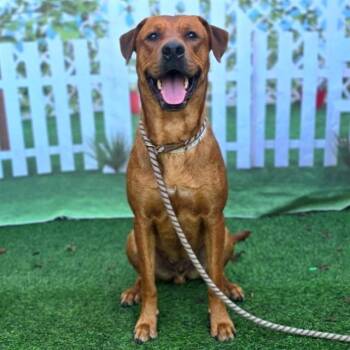 MAC -  Labrador Retriever and Mixed Breed Dog for Adoption in Long Beach, California - MAC | PetCurious