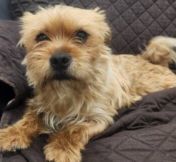 Brussels Griffon Dogs Available for Adoption in Little Rock, Arkansas - Sean | PetCurious
