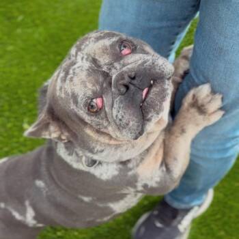 English Bulldog Dogs Available for Adoption - Hercules A2255913 | PetCurious