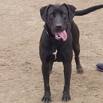 Rescue Black Labrador Retriever and Mixed Breed Dogs for Adoption in Austin, Texas - Oscar JuM | PetCurious