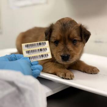 Spiculus -  Mixed Breed Dog for Adoption in Charleston, West Virginia - Spiculus | PetCurious