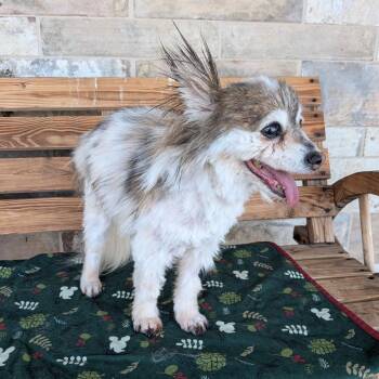 Lil Bit -  Pomeranian Dog for Adoption in Chico, California - Lil Bit | PetCurious