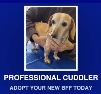 Rescue Dachshund Dogs for Adoption in Morrisville, Pennsylvania - Sadie | PetCurious