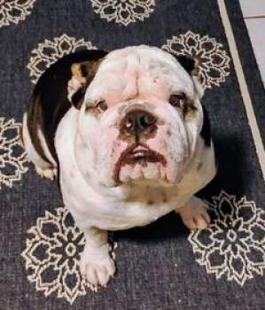English Bulldog Dogs Available for Adoption in Wekiwa Springs, Florida - Roscoe | PetCurious