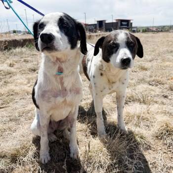 Australian Cattle Dog Blue Heeler and Labrador Retriever Dogs Available for Adoption in Parker, Colorado - 512 (2026) Domino | PetCurious