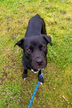 Mixed Breed Dogs Available for Adoption - Toby | PetCurious