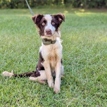 Mocha 08-1208 -  Australian Shepherd Dog for Adoption in Tyrone, Georgia - Mocha 08-1208 | PetCurious