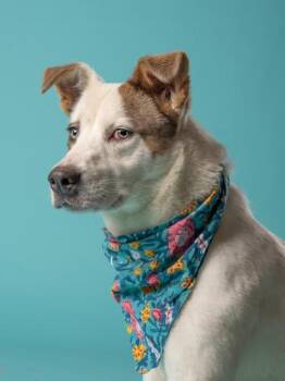 Labrador Retriever and Mixed Breed Dogs Available for Adoption - Karlin | PetCurious