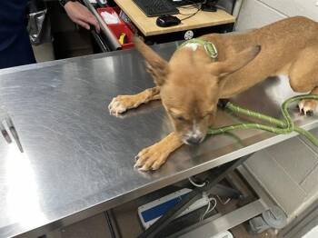 PATRIOT -  Pit Bull Terrier and Mixed Breed Dog for Adoption in Aurora, Illinois - PATRIOT | PetCurious