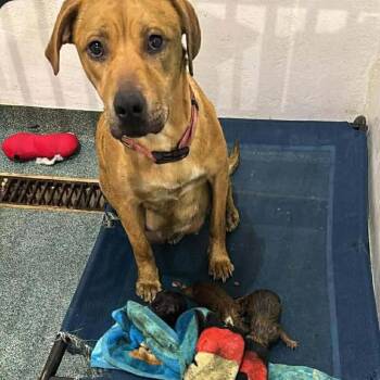 Yellow Labrador Retriever Dogs Available for Adoption - Calliope / Bear | PetCurious