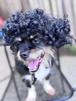 Lhasa Apso and Cairn Terrier Dogs Available for Adoption - Rick James | PetCurious