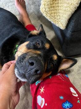 Australian Kelpie Dogs Available for Adoption in Princeton, Massachusetts - Drake | PetCurious
