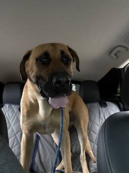 Rescue Mastiff Dogs for Adoption in Wildomar, California - Rigby | PetCurious