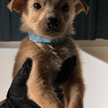 Cade -  Mixed Breed Dog for Adoption in Taos, New Mexico - Cade | PetCurious