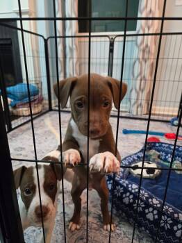 Teller -  Pit Bull Terrier Dog for Adoption in New London, Wisconsin - Teller | PetCurious