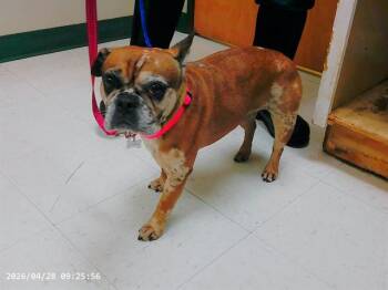 French Bulldog and Mixed Breed Dogs Available for Adoption in Oroville, California - SOPHIA | PetCurious