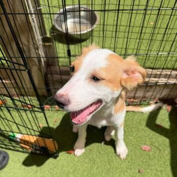 Honey 3688 -  Beagle Dog for Adoption in Loxahatchee Groves, Florida - Honey 3688 | PetCurious