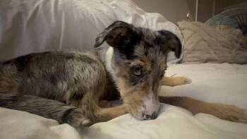 Terrier Dogs Available for Adoption - Ariana | PetCurious