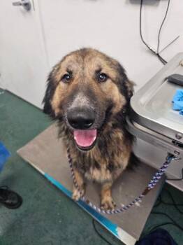 Great Pyrenees and Mixed Breed Dogs Available for Adoption in Fort Worth, Texas - Drogo | PetCurious