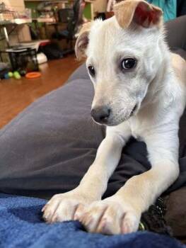 Labrador Retriever Dogs Available for Adoption - Marley | PetCurious