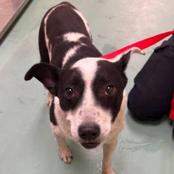 Mixed Breed Dogs Available for Adoption in Memphis, Tennessee - Kelsey | PetCurious