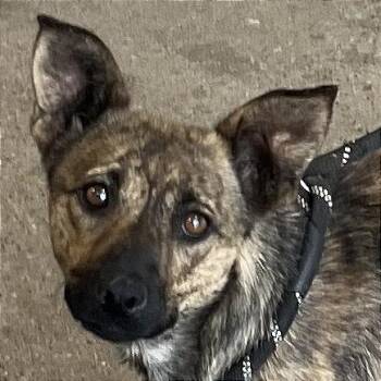 Mixed Breed Dogs Available for Adoption in Las Cruces, New Mexico - Hedi | PetCurious