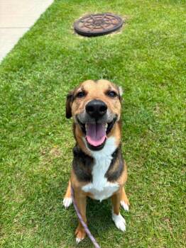 Rocky -  Hound Dog for Adoption in New Bern, North Carolina - Rocky | PetCurious