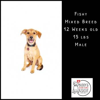 Fishy -  Shepherd Dog for Adoption - Fishy | PetCurious