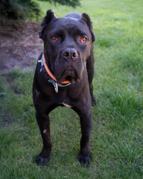 Bear -  Pit Bull Terrier Dog for Adoption in Boone, Iowa - Bear | PetCurious