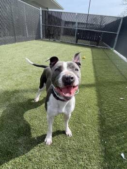 Rosie -  Mixed Breed Dog for Adoption in Lafayette, Indiana - Rosie | PetCurious