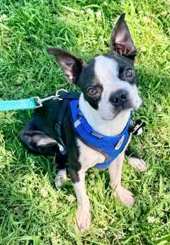Kip -  Boston Terrier Dog for Adoption in Summit, Oklahoma - Kip | PetCurious