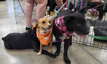 Rescue Chiweenie Dogs for Adoption in Manhattan Beach, California - Cool Rocky!! | PetCurious