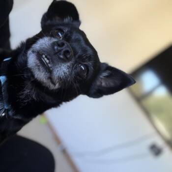 Pickles -  Mixed Breed Dog for Adoption in Bismarck, North Dakota - Pickles | PetCurious