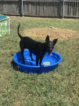 Skye -  German Shepherd Dog and Labrador Retriever Dog for Adoption in Mckinney, Texas - Skye | PetCurious