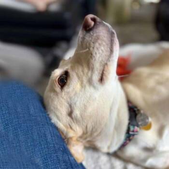 Elizabeth -  Mixed Breed Dog for Adoption in Atlanta, Georgia - Elizabeth | PetCurious