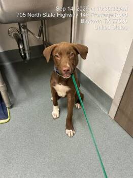 GUMBALL -  Labrador Retriever and Mixed Breed Dog for Adoption in Baytown, Texas - GUMBALL | PetCurious