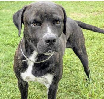 JAMES EARL BONES -  Pit Bull Terrier and Mixed Breed Dog for Adoption in Houston, Texas - JAMES EARL BONES | PetCurious