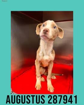 Pit Bull Terrier and Mixed Breed Dogs Available for Adoption - AUGUSTUS | PetCurious