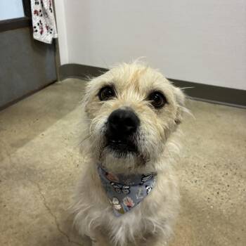 Terrier Dogs Available for Adoption - Sandy | PetCurious