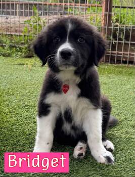 Bridget -  Great Pyrenees Dog for Adoption in Fort Worth, Texas - Bridget | PetCurious