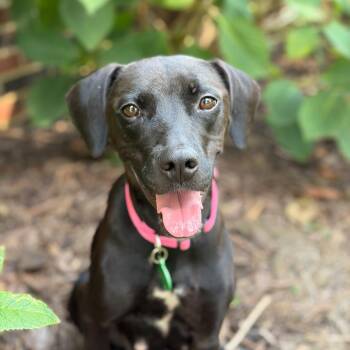 Clara -  Labrador Retriever and Hound Dog for Adoption in Rock Hill, South Carolina - Clara | PetCurious