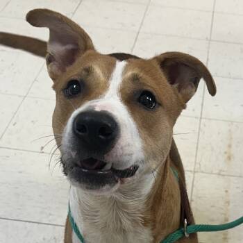 Rescue Hound Dogs for Adoption in Jacksonville, Arkansas - Squints | PetCurious