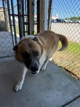 Sampson -  Shepherd Dog Available for Adoption in Lewisburg, Tennessee - Sampson | PetCurious