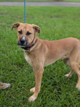 Doug -  Great Dane and Labrador Retriever Dog for Adoption in Aiken, South Carolina - Doug | PetCurious