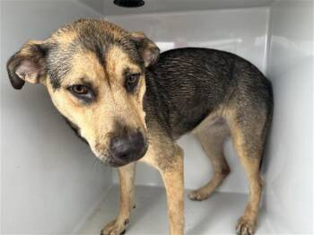 A659039 -  German Shepherd Dog and Mixed Breed Dog for Adoption in Houston, Texas - A659039 | PetCurious